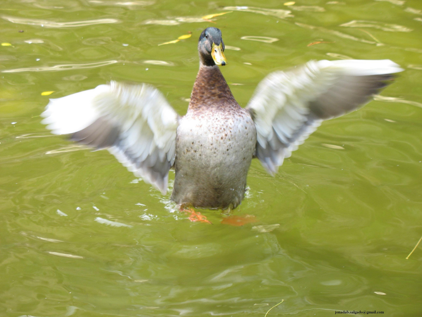 volar