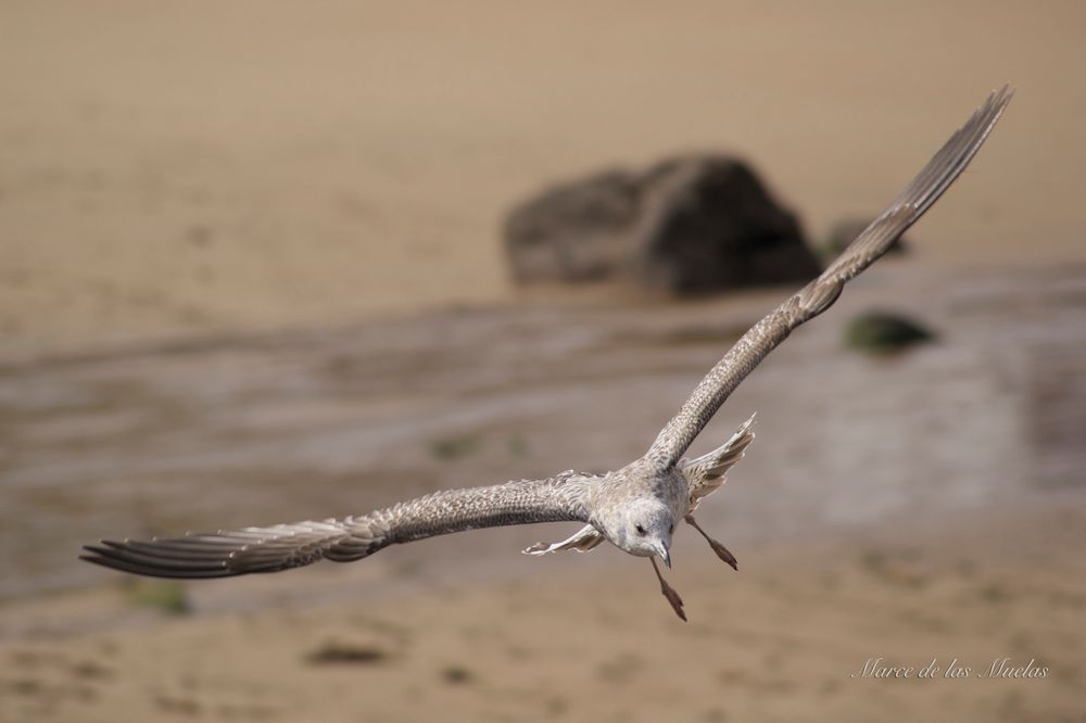 ...volar....