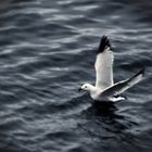 Volar sobre el agua.