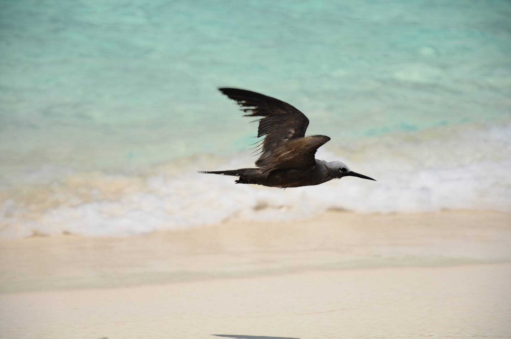 Volare alle Maldive