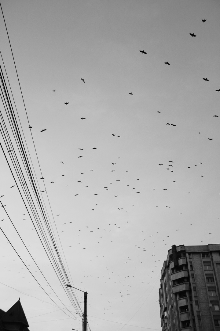 Volare in un cielo nero e grigio con la speranza di portare un pò del tuo colore...