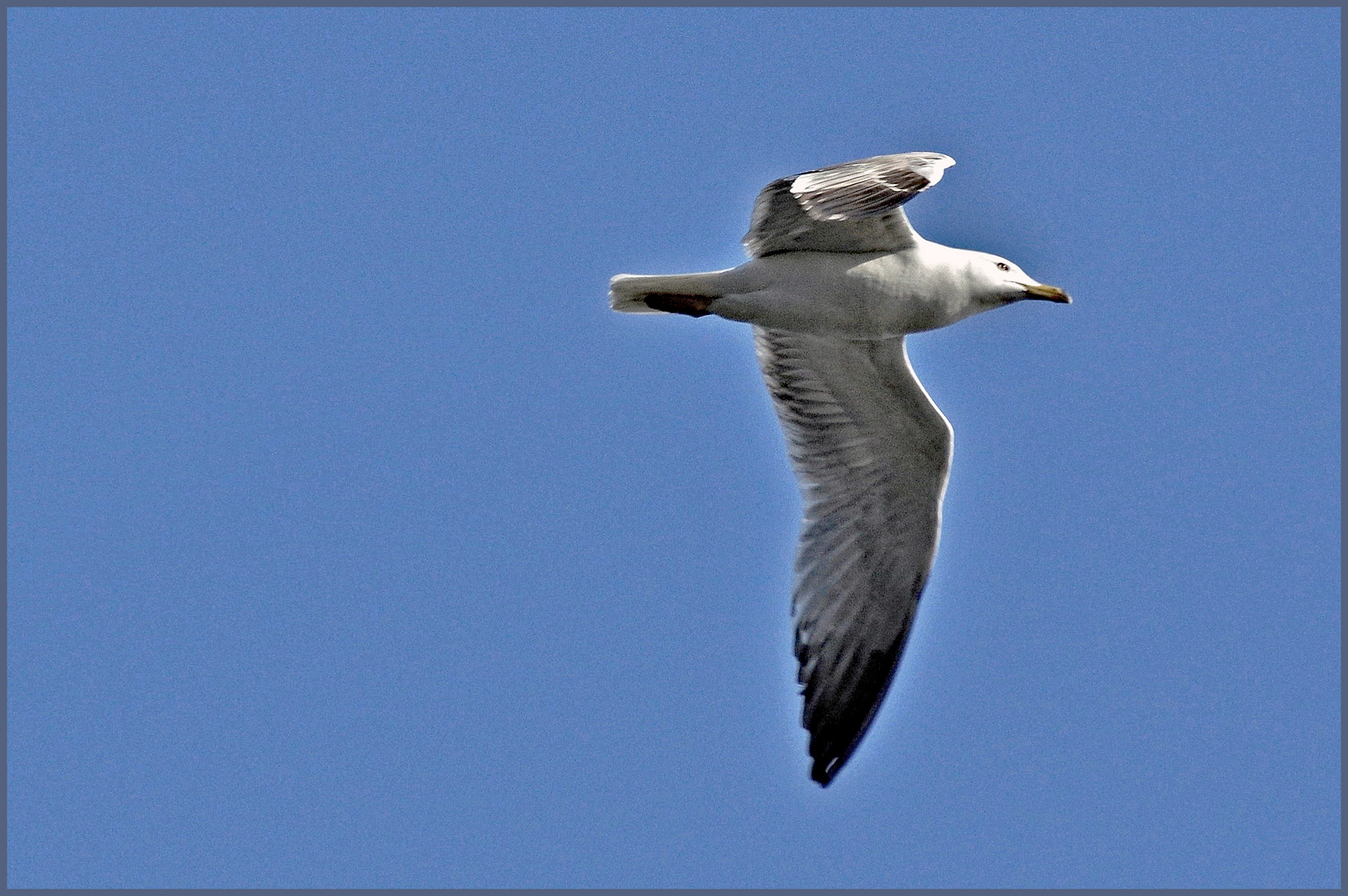 volare nel blu dipinto di blu.....