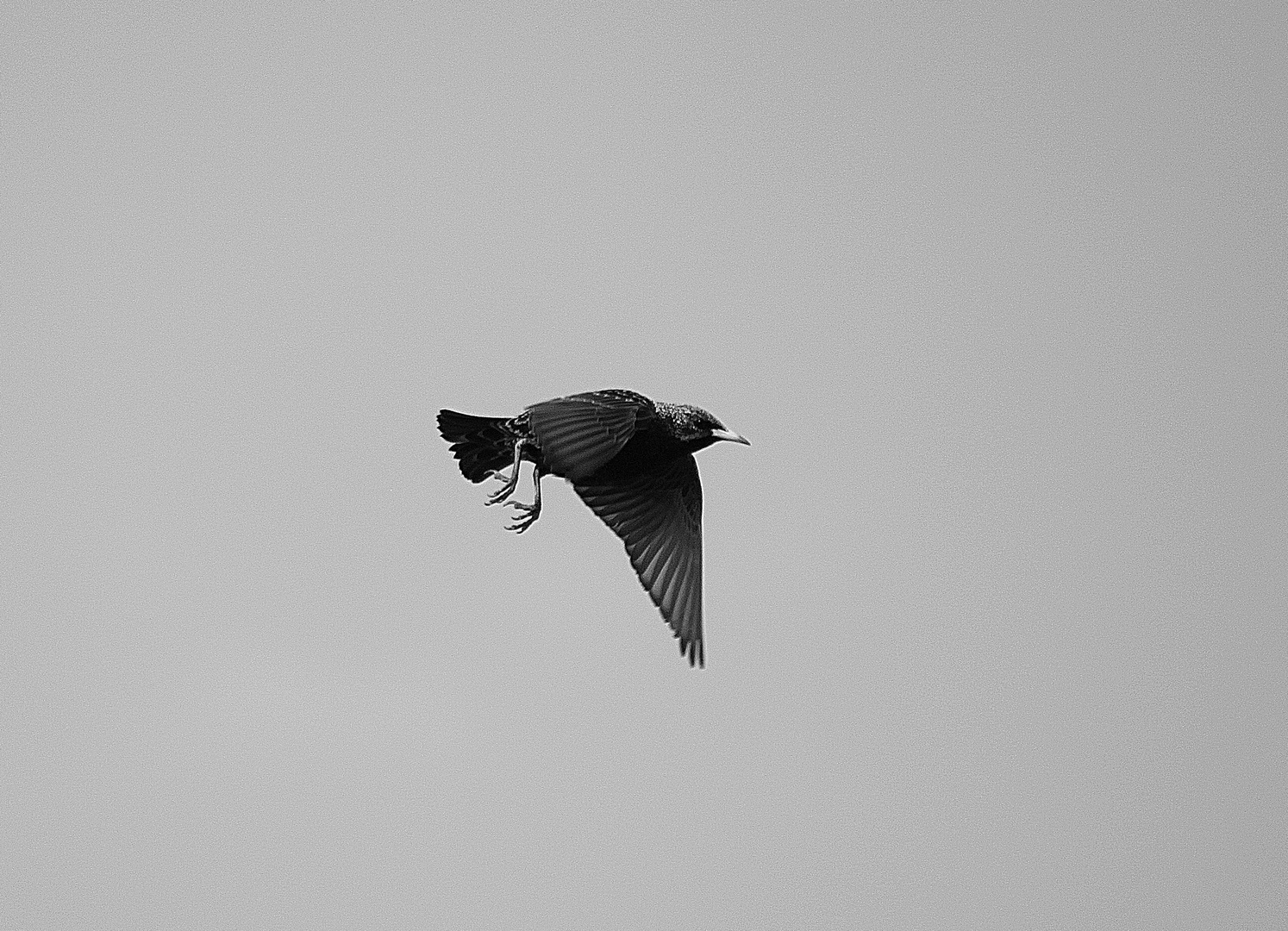 Volare. Noi Sognamo lui può.