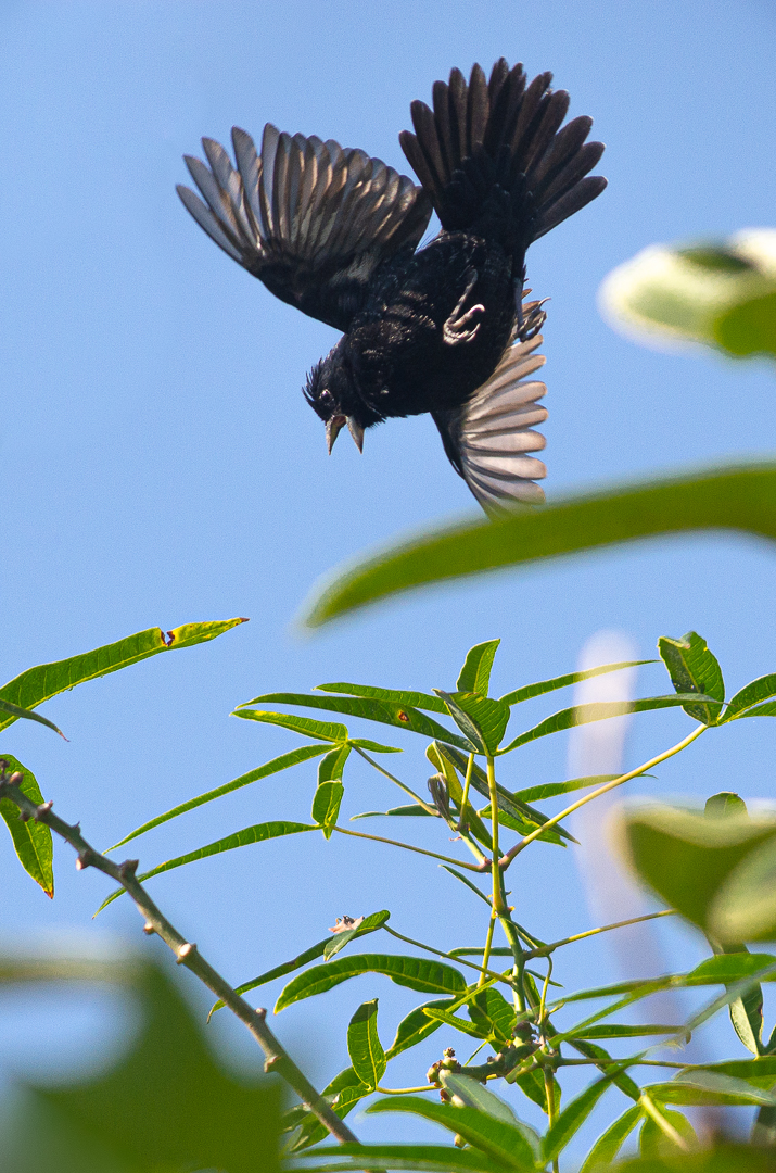 Volatinero Negro - Volatinia jacarina