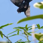 Volatinero Negro - Volatinia jacarina