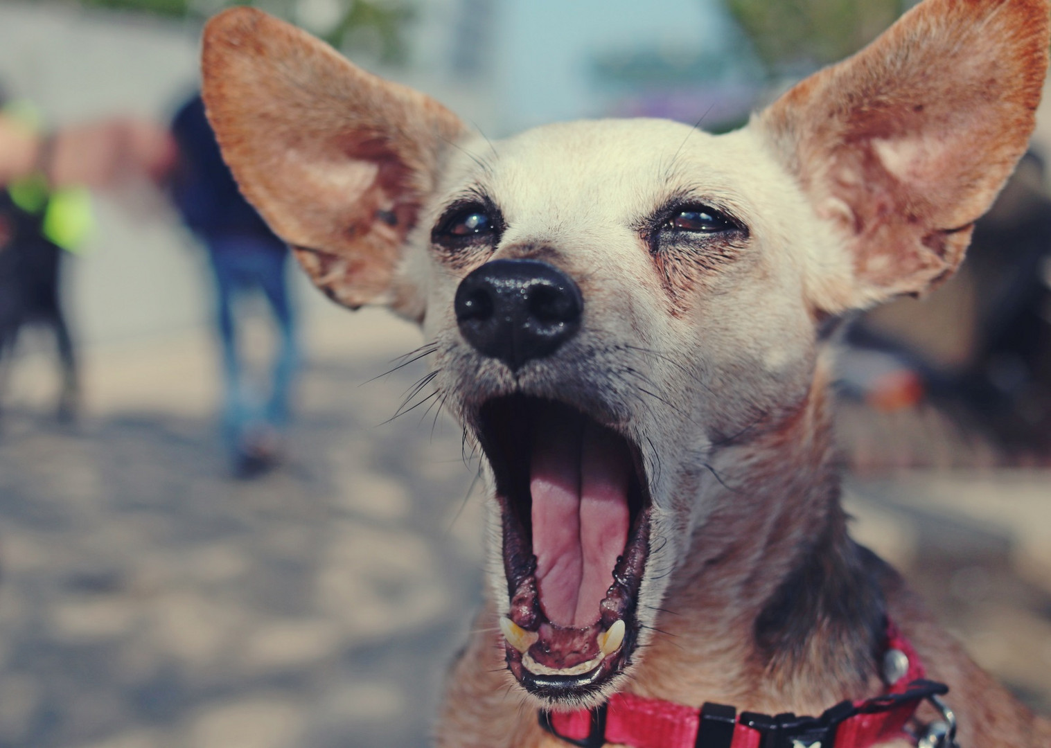 Volcane, pinscher