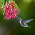 Volcano Hummingbird