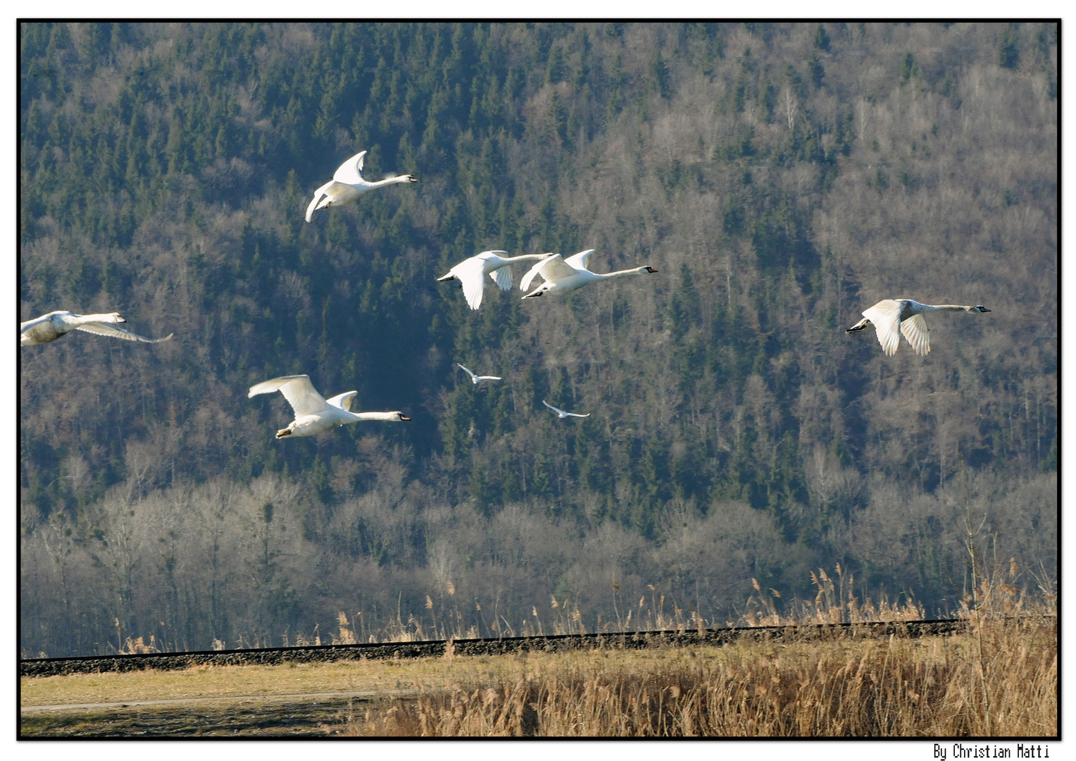 Vole de cygnes