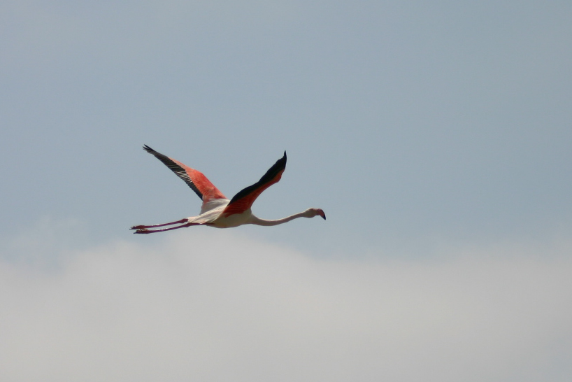 vole du flamant rose de Camargue