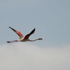 vole du flamant rose de Camargue