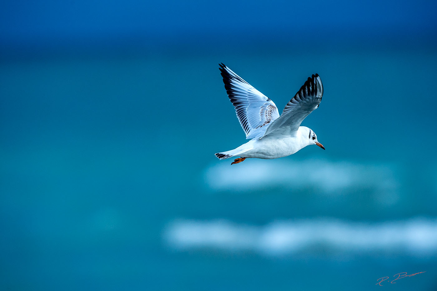 Vole Vole Bel Oiseau Au Dessus Des Flotsau Delà Des Mots