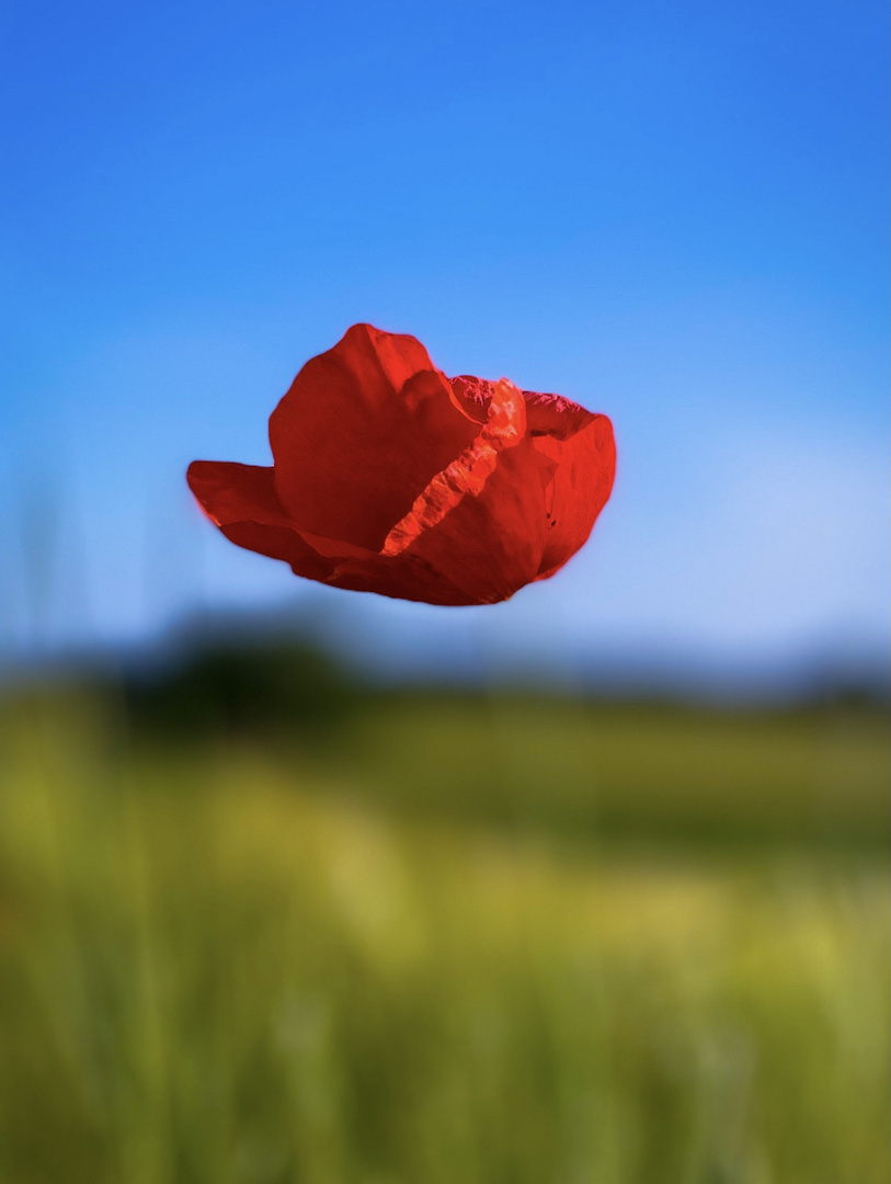 Vole vole petit coquelicot 