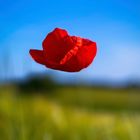 Vole vole petit coquelicot 