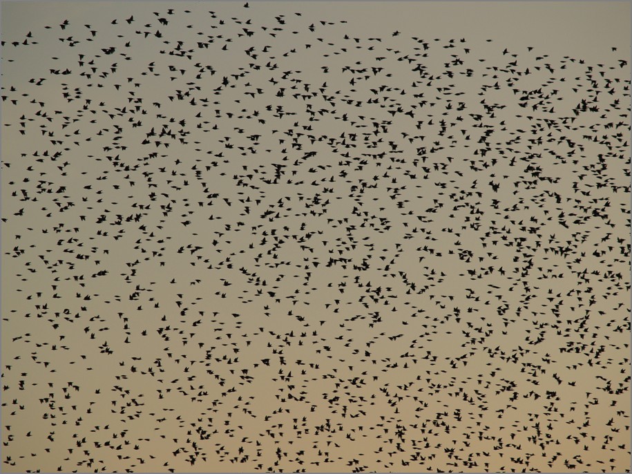 Volée au crépuscule