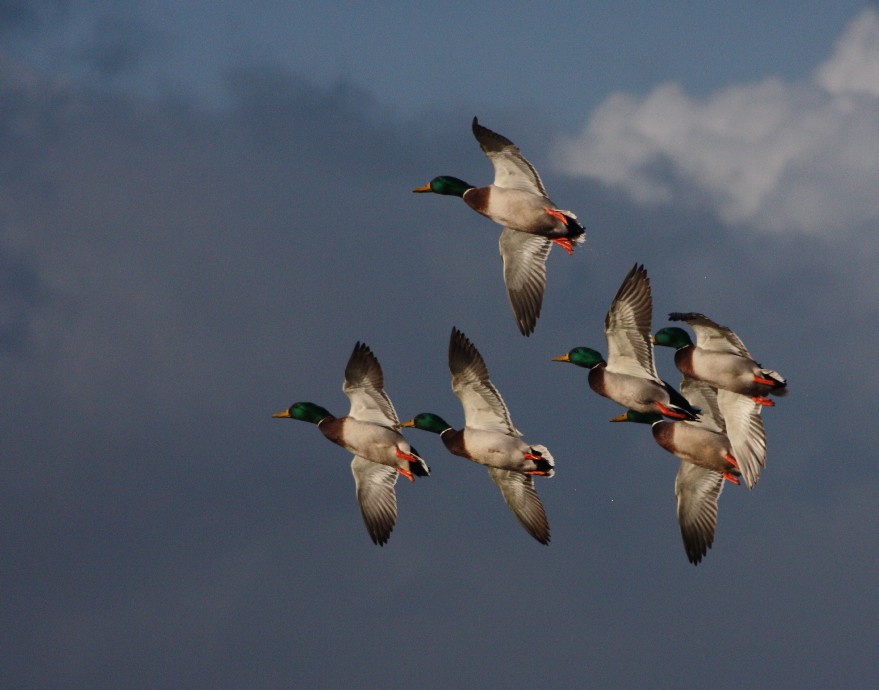 volée de canards colverts