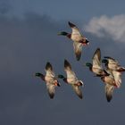 volée de canards colverts