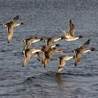 volée de canards pilets