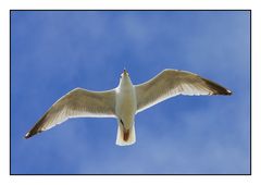 " Voler dans le bleu du ciel "