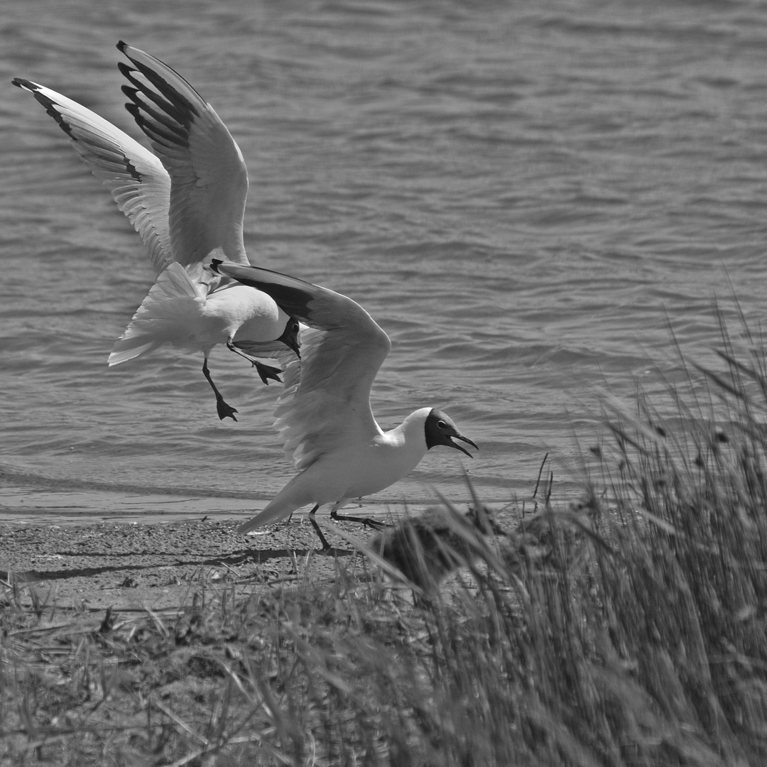 Voler dans les plumes