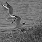 Voler dans les plumes