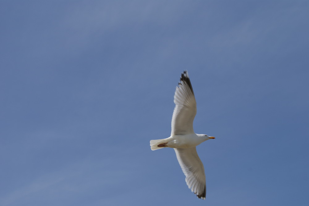 Voler de ses propres ailes