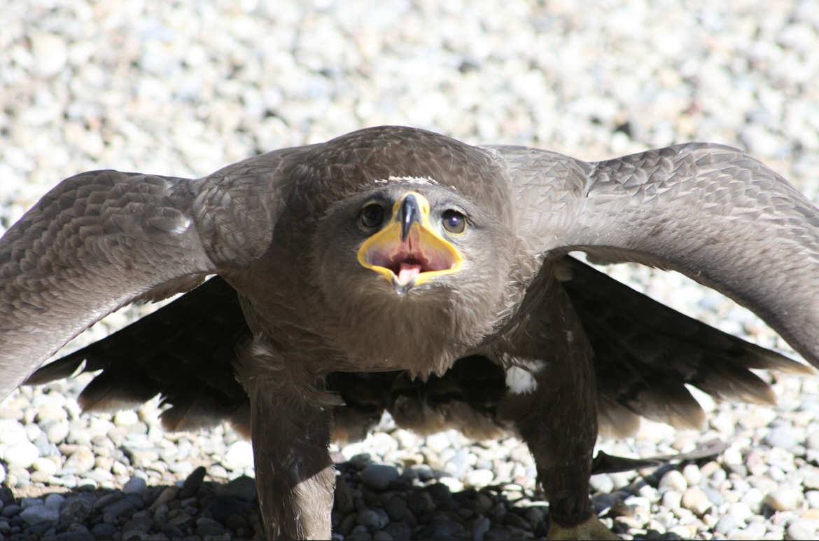 volerie des aigles Alsace 