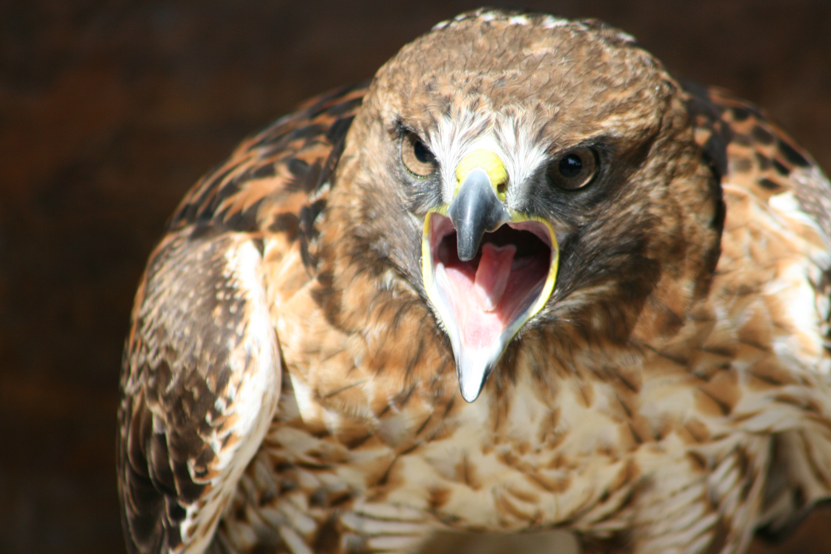 Volerie des aigles alsace