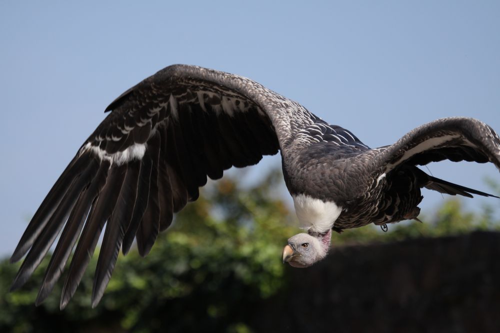 Volerie des Aigles - Chateau du Kintzheim - Sperbergeier