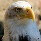 Volerie des Aigles - Kintzheim / Weißkopfseeadler (Wappentier der USA)