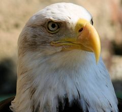 Volerie des Aigles - Kintzheim / Weißkopfseeadler (Wappentier der USA)