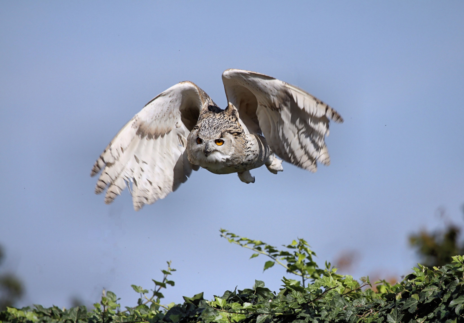 Volerie des Aigles, Sibirische Uhu (Bubo bubo sibiricus)