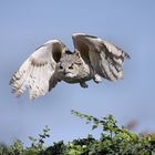 Volerie des Aigles, Sibirische Uhu (Bubo bubo sibiricus)