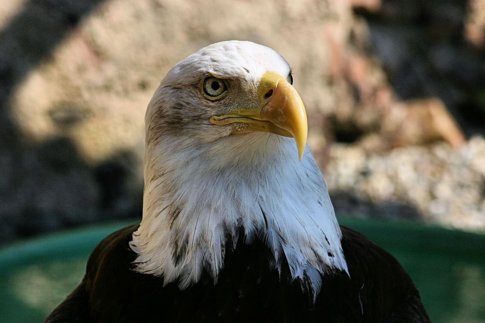 Volerie des Aigles, Weißkopfseeadler