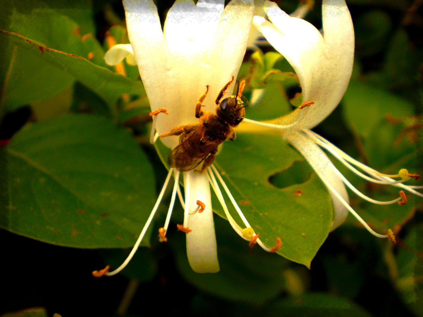 Voleuse de Pollen