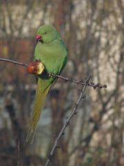 voleuse de pomme !