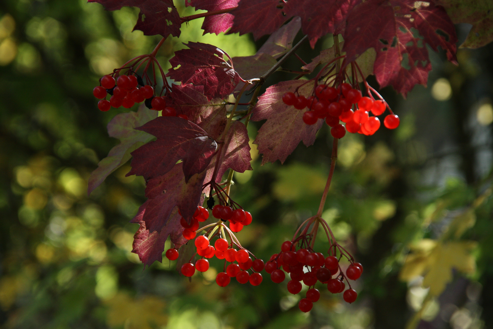 Volgebeeren