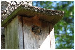 Volgelhaus mit Einbruchsicherung