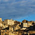 voli di rondini a matera