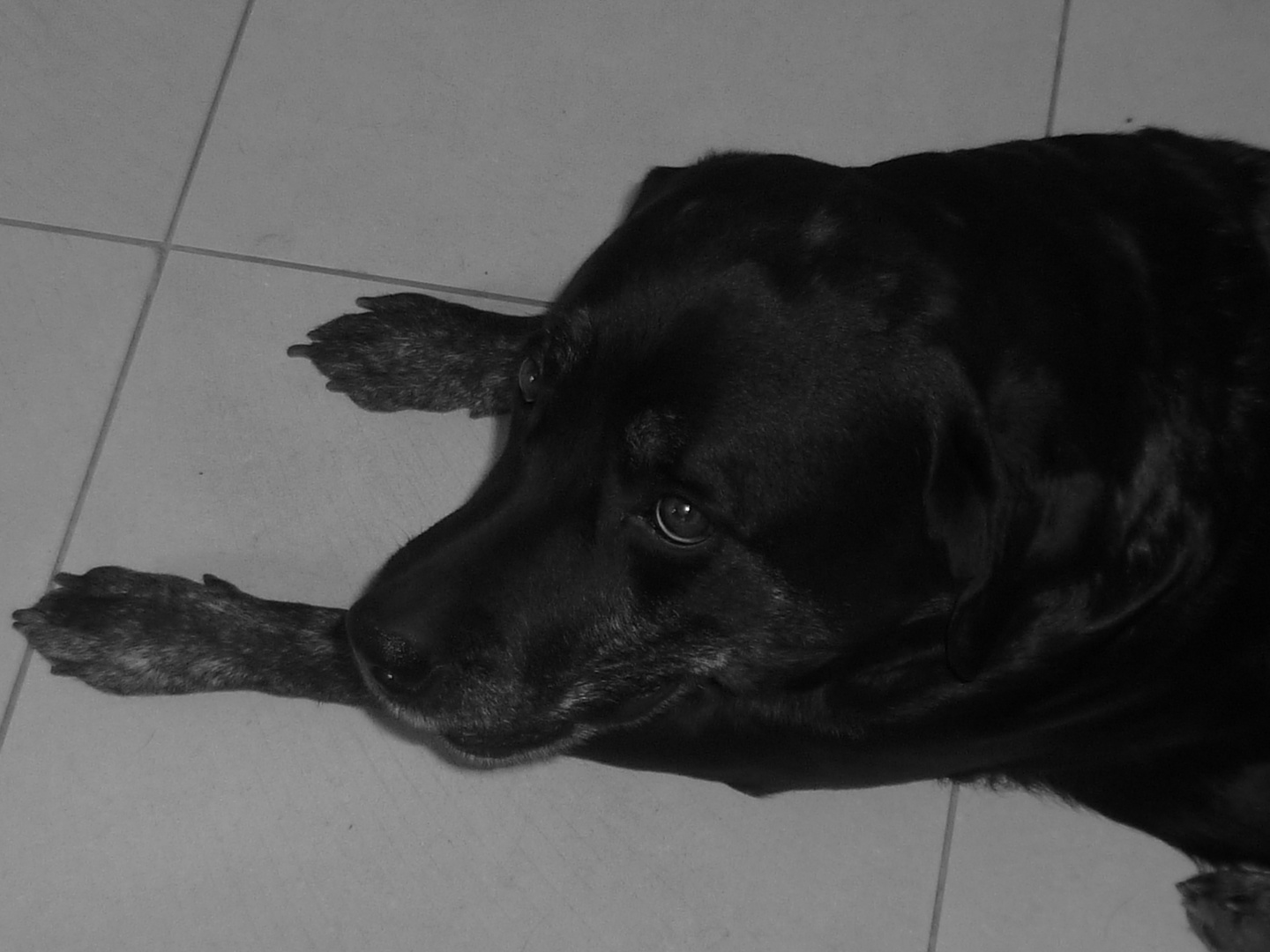 Volka: chien noir
