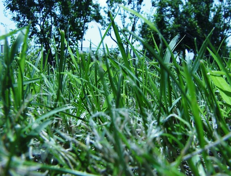 volkovo grass