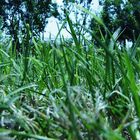 volkovo grass