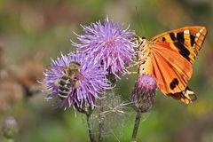 Volksabstimmung: Sterile gemulchte Waldwege oder bunte Biotope? 04