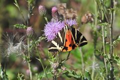 Volksabstimmung: Sterile gemulchte Waldwege oder bunte Biotope? 05