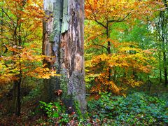 Volksdorf, Die Horst, Toter Baum I