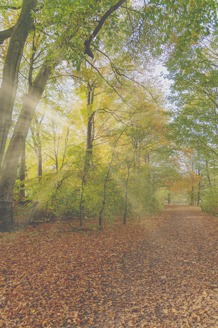 Volksdorfer Teichwiesen im Herbst