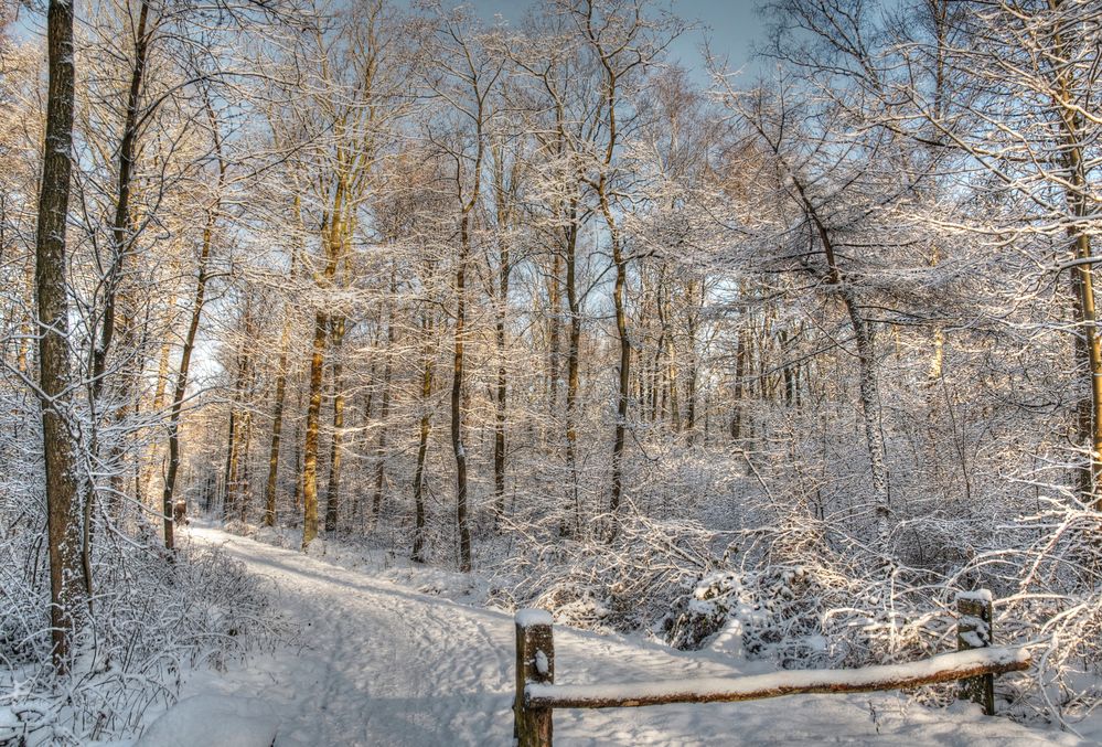 Volksdorfer Wald Foto & Bild | jahreszeiten, winter, wald Bilder auf