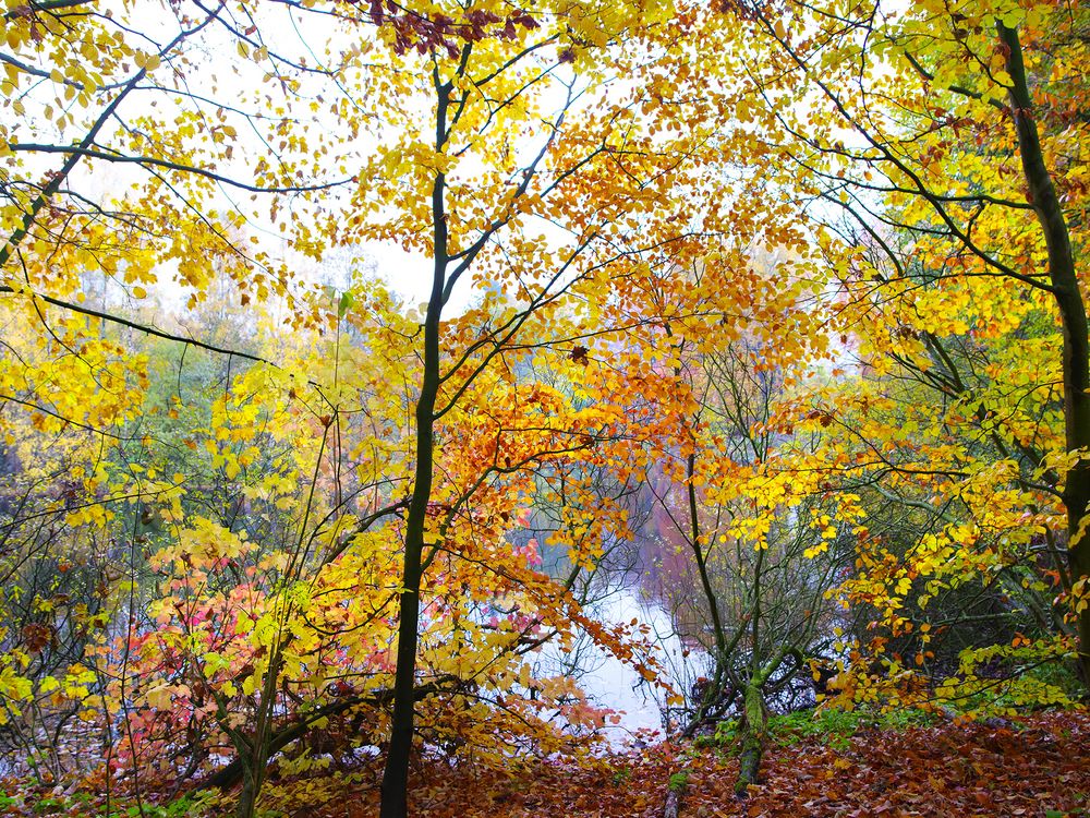Volksdorfer Wald, Herbstteich Foto & Bild | jahreszeiten, herbst
