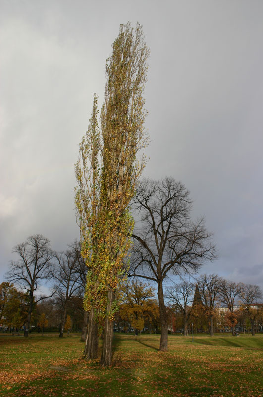 Volkspark Friedrichshain