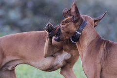 voll auf die Nase 