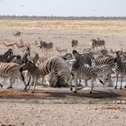 Voll auf die Zwölf  - Zebras am Wasserloch
